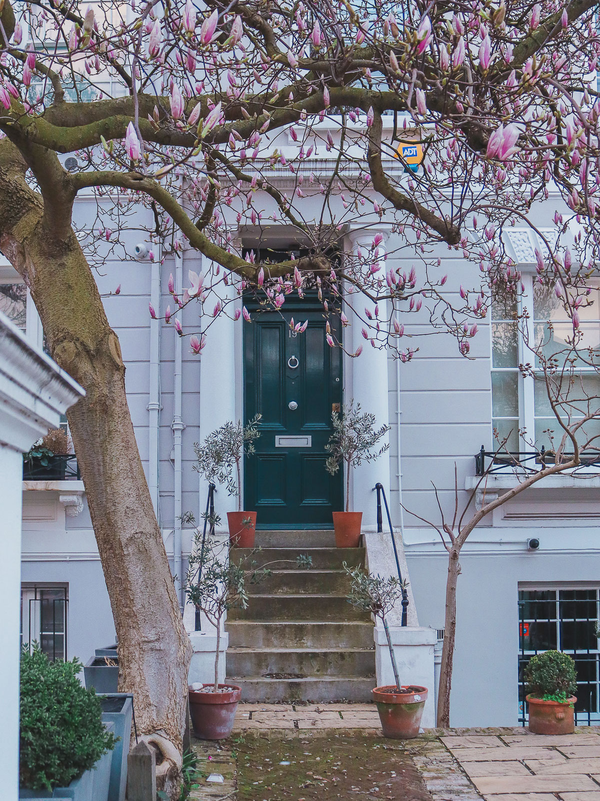 where to see magnolias in London - 20 Earls Court Gardens