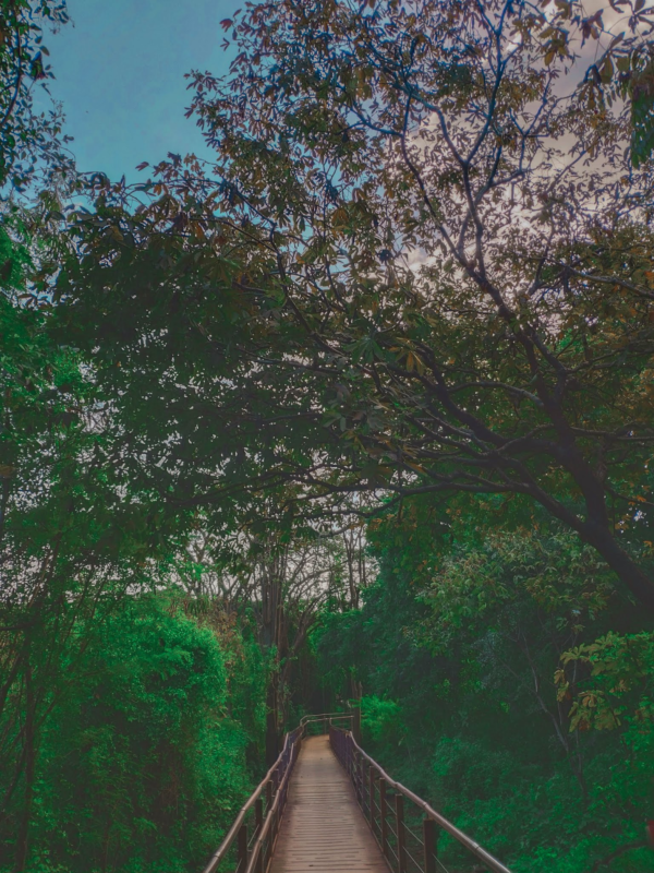 PIC Golfinho Sancho Fernando de Noronha